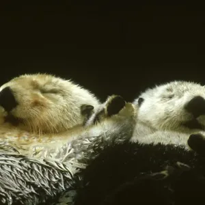 Sea Otter Pair Resting in Water Print Sea Otter Pair Resting in Water Print