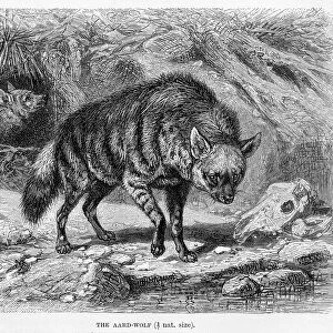 Aardwolf engraving 1894