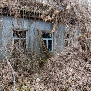 Abandoned house covered with wild grapes. Chernbyl zone, Ukraine