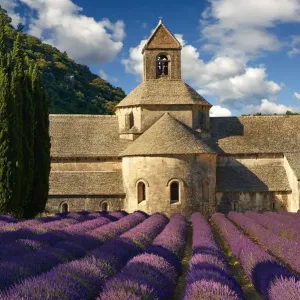 Lavender Field Print of Romanesque Abbey Lavender Field Print of Romanesque Abbey