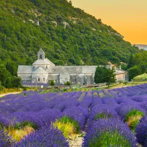 Abbaye de Senanque in Provence with lavander fields