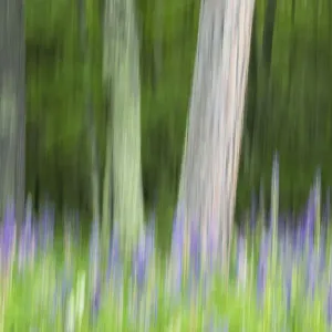 Abstract artistic blur of trees and lupine (Lupinus) blossoms, Wisconsin, USA Abstract artistic blur of trees and lupine (Lupinus) blossoms, Wisconsin, USA