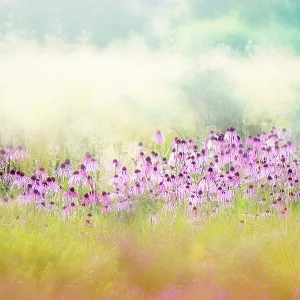 Abstract image of the beautiful pink summer flowers of Echinacea pallida - coneflowers