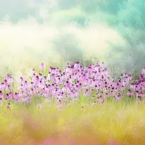 Abstract image of the beautiful pink summer flowers of Echinacea pallida - coneflowers Abstract image of the beautiful pink summer flowers of Echinacea pallida - coneflowers