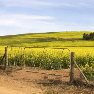 abundance, accomplish, accomplishing, accomplishment, africa, agriculture, ambient