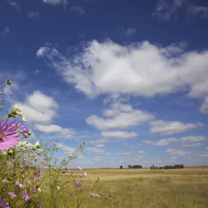 abundance, annual, aster, attractive, beauty in nature, blue sky, close up, cloud