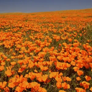 California Poppy Abundance Print