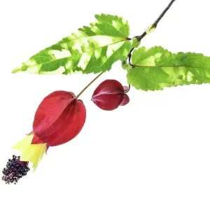 Abutilon Abutilon
