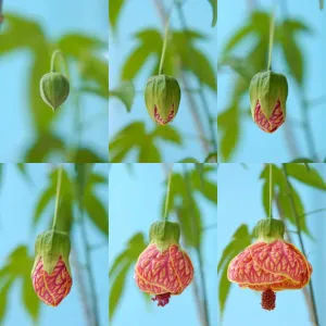 Abutilon Flower Blooming Print Sequence Abutilon Flower Blooming Print Sequence