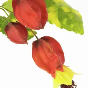 Abutilon megapotamicum Variegata Abutilon megapotamicum Variegata