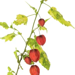 Abutilon megapotamicum Variegata Abutilon megapotamicum Variegata