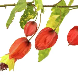 Abutilon megapotamicum Variegata Abutilon megapotamicum Variegata