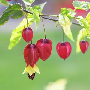 Abutilon megapotamicum Variegata Abutilon megapotamicum Variegata