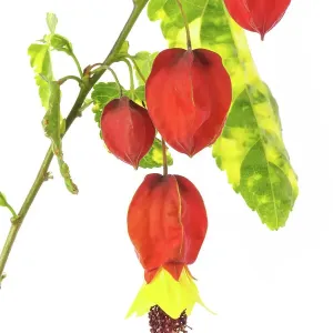 Abutilon megapotamicum Variegata Abutilon megapotamicum Variegata