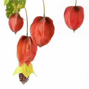 Abutilon megapotamicum Variegata Abutilon megapotamicum Variegata