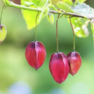 Abutilon megapotamicum Variegata Abutilon megapotamicum Variegata
