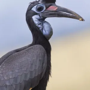 Abyssinian Ground Hornbill Female Print Abyssinian Ground Hornbill Female Print