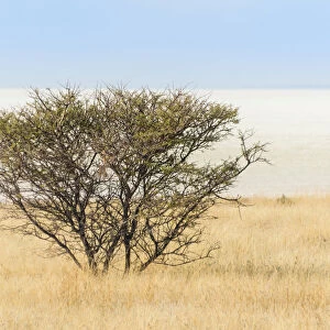 Acacia bush, Etosha National Park, Namibia