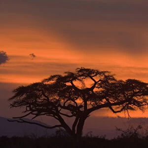 acacia erioloba, acacia tree, amboseli national park, backlit, beauty in nature