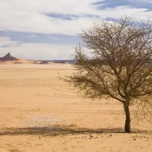 Acacia Tree Print in the Libyan Desert Acacia Tree Print in the Libyan Desert