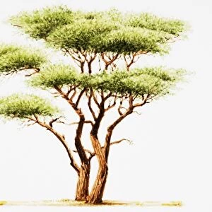 Acacia tree (Acacieae)