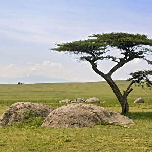 Acacia Tree, Amboseli National Park, Field, Grass, Growth, Horizon Over Land, Landscape