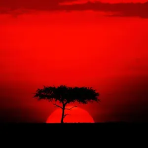 Acacia Tree Print, Masai Mara Sunset