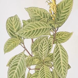 Acanthaceae, sanchezia speciosa, leafy plant with yellow flowerhead
