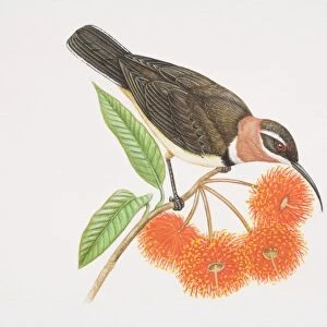 Acanthorhynchus supercilio, Western Spinebill perched on a tree twig by red gum flowers