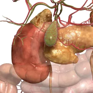 Accessory digestive organs
