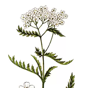 Achillea millefolium, commonly known as yarrow or common yarrow
