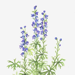 aconitum, aconitum napellus, blue, botany, cut out, flower, foliage, leaf, monks hood