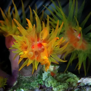 Red Sea Anemone Print