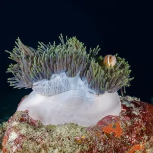 Maldive Anemonefish Print Maldive Anemonefish Print