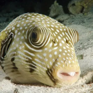 Egyptian White-spotted Puffer Print Egyptian White-spotted Puffer Print