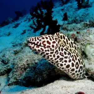 actinopterygii, animal, animals, aquatic, ari, asia, asian, atoll, bony, dweller actinopterygii, animal, animals, aquatic, ari, asia, asian, atoll, bony, dweller