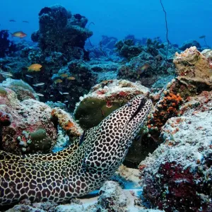 Large Laced Moray Print, Ari Atoll, Indian Ocean