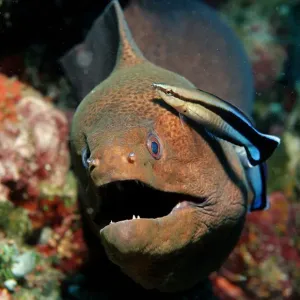 Bluestreak Cleaner Wrasse Print