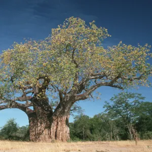 adansonia digitata, baobab, baobab tree, beauty in nature, clear sky, color image