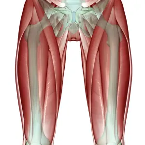 Adductor Longus Muscle Print Adductor Longus Muscle Print