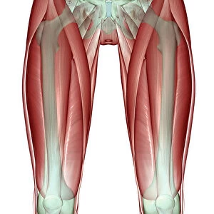 adductor longus, anatomy, below view, front view, hip, hip muscles, human, iliacus
