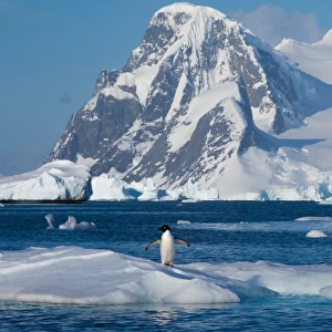 Adelie penguin, Antarctica