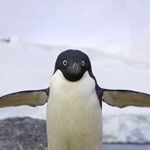 Adelie penguin, Cape Evensen, Antarctic Pen
