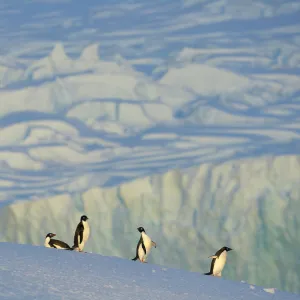 Adelie penguins on iceberg, Antarctic Peninsula