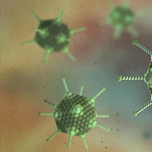 Adenovirus particles, illustration