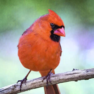 Beautiful Bird Species Poster Print Collection: Northern Cardinal Bird (Cardinalis cardinalis)