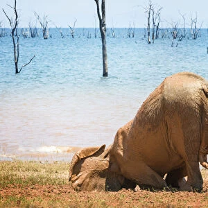 Adorable Elephant Calf Planting Face in Mud at Matusadona National Park, Zimbabwe