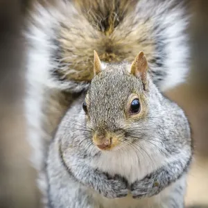 Gray Squirrel Winter Print Gray Squirrel Winter Print