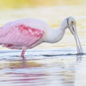 Adorable Roseate Spoonbill Feeding at Fort Myers Beach, Florida Adorable Roseate Spoonbill Feeding at Fort Myers Beach, Florida