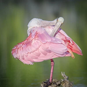Adorable Roseate Spoonbill Preening Against Green Water at Fort Myers Beach, Florida